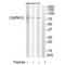 Calpain 12 antibody, PA5-49994, Invitrogen Antibodies, Western Blot image 