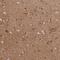 Leucine Rich Repeat Neuronal 3 antibody, NBP2-30485, Novus Biologicals, Immunohistochemistry paraffin image 