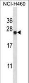 BCL2 Associated Athanogene 2 antibody, LS-C156729, Lifespan Biosciences, Western Blot image 