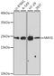 MAF BZIP Transcription Factor G antibody, A04636, Boster Biological Technology, Western Blot image 
