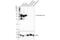 Actin Alpha 2, Smooth Muscle antibody, 19245T, Cell Signaling Technology, Western Blot image 