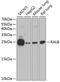 RAS Like Proto-Oncogene B antibody, 19-264, ProSci, Western Blot image 