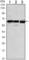 Estrogen Receptor 1 antibody, abx015850, Abbexa, Western Blot image 