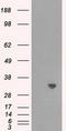 Thiopurine S-Methyltransferase antibody, CF501054, Origene, Western Blot image 