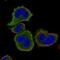 SAM Domain, SH3 Domain And Nuclear Localization Signals 1 antibody, NBP1-82599, Novus Biologicals, Immunofluorescence image 