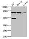 Glycyl-TRNA Synthetase antibody, CSB-PA009262EA01HU, Cusabio, Western Blot image 