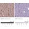 Growth Arrest Specific 7 antibody, NBP2-48498, Novus Biologicals, Immunohistochemistry paraffin image 