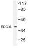 Sphingosine-1-Phosphate Receptor 4 antibody, AP01255PU-N, Origene, Western Blot image 