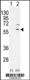 Ribosomal Protein S6 Kinase Like 1 antibody, 55-791, ProSci, Western Blot image 