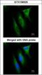 NME/NM23 Nucleoside Diphosphate Kinase 1 antibody, GTX108325, GeneTex, Immunocytochemistry image 