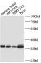 GAPDH antibody, FNab03342, FineTest, Western Blot image 