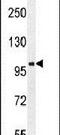 Glutamate Ionotropic Receptor AMPA Type Subunit 4 antibody, PA5-24217, Invitrogen Antibodies, Western Blot image 