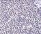 ADP Ribosylation Factor Like GTPase 15 antibody, NBP1-77052, Novus Biologicals, Immunohistochemistry paraffin image 