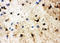 Heat Shock Transcription Factor 2 antibody, LS-C312761, Lifespan Biosciences, Immunohistochemistry paraffin image 