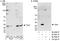 TOR Signaling Pathway Regulator antibody, A300-662A, Bethyl Labs, Western Blot image 