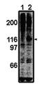 BUB1 Mitotic Checkpoint Serine/Threonine Kinase B antibody, orb108759, Biorbyt, Immunoprecipitation image 