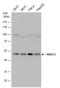 Histone Deacetylase 3 antibody, GTX113303, GeneTex, Western Blot image 