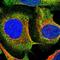 Neutral sphingomyelinase antibody, NBP1-87810, Novus Biologicals, Immunofluorescence image 