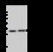 ES Cell Expressed Ras antibody, 106556-T32, Sino Biological, Western Blot image 