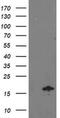 NADH:Ubiquinone Oxidoreductase Subunit A7 antibody, MA5-25520, Invitrogen Antibodies, Western Blot image 