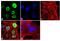 Ring Finger Protein 20 antibody, 710911, Invitrogen Antibodies, Immunofluorescence image 