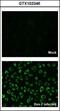 Dengue virus antibody, GTX103346, GeneTex, Immunofluorescence image 
