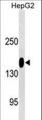 CD13 antibody, LS-C159074, Lifespan Biosciences, Western Blot image 