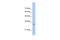 High Mobility Group Nucleosome Binding Domain 5 antibody, PA5-41413, Invitrogen Antibodies, Western Blot image 