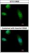 RAD23 Homolog B, Nucleotide Excision Repair Protein antibody, GTX113820, GeneTex, Immunocytochemistry image 