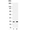 BCL2 Binding Component 3 antibody, R30371, NSJ Bioreagents, Western Blot image 