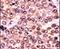 p21 antibody, PA5-12646, Invitrogen Antibodies, Immunohistochemistry frozen image 