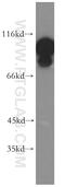 Elongation factor 2 antibody, 20107-1-AP, Proteintech Group, Western Blot image 