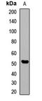 pan methyl Lysine antibody, orb412390, Biorbyt, Western Blot image 