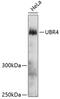 E3 ubiquitin-protein ligase UBR4 antibody, 14-306, ProSci, Western Blot image 