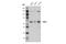 Telomeric Repeat Binding Factor 2 antibody, 14824S, Cell Signaling Technology, Western Blot image 