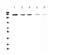 Endoplasmic Reticulum To Nucleus Signaling 1 antibody, A00683-1, Boster Biological Technology, Western Blot image 