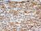Serine/threonine-protein kinase PINK1, mitochondrial antibody, NBP2-36488, Novus Biologicals, Immunohistochemistry paraffin image 