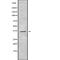 GTPase, IMAP Family Member 7 antibody, abx216118, Abbexa, Western Blot image 