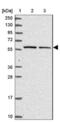Kelch Like Family Member 3 antibody, NBP2-14168, Novus Biologicals, Western Blot image 