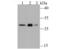 Glutamate-Cysteine Ligase Modifier Subunit antibody, NBP2-75502, Novus Biologicals, Western Blot image 