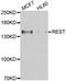 RE1 Silencing Transcription Factor antibody, A7161, ABclonal Technology, Western Blot image 