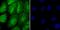 Nucleoporin 153 antibody, A02183, Boster Biological Technology, Immunocytochemistry image 