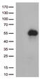 Hepatitis A Virus Cellular Receptor 2 antibody, TA812575S, Origene, Western Blot image 