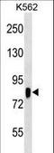 Ribosomal Protein S6 Kinase A3 antibody, LS-C162751, Lifespan Biosciences, Western Blot image 