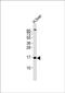 Microsomal Glutathione S-Transferase 2 antibody, PA5-72428, Invitrogen Antibodies, Western Blot image 