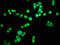Programmed Cell Death 6 antibody, LS-C211721, Lifespan Biosciences, Immunofluorescence image 