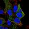 Serum deprivation-response protein antibody, NBP2-57218, Novus Biologicals, Immunofluorescence image 