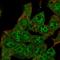 Zinc Finger Imprinted 2 antibody, HPA071856, Atlas Antibodies, Immunocytochemistry image 
