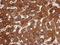 Lanosterol Synthase antibody, NBP2-17184, Novus Biologicals, Immunohistochemistry paraffin image 
