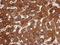 hOSC antibody, NBP2-17184, Novus Biologicals, Immunohistochemistry paraffin image 